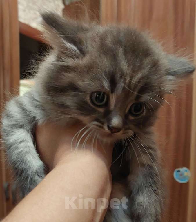 Кошки в Долгопрудном: Шотландские котята Мальчик, 4 500 руб. - фото 3