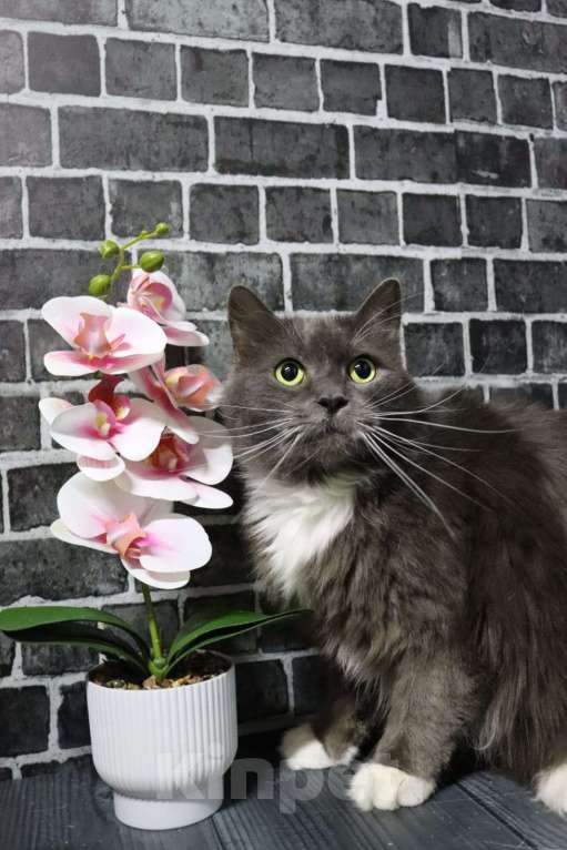 Кошки в Москве: Мягкий, пушистый, уютный кот - Пушистик Мальчик, Бесплатно - фото 4