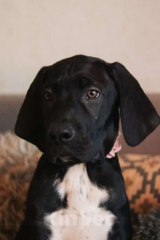 Собаки в Москве: Ищут семью трое щенков Kaнe Kорсо и их мама Лиси! Мальчик, Бесплатно - фото 3