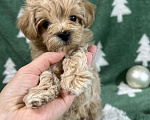 Собаки в Москве: Мальчик мальтипу f1 мини Мальчик, 65 000 руб. - фото 4