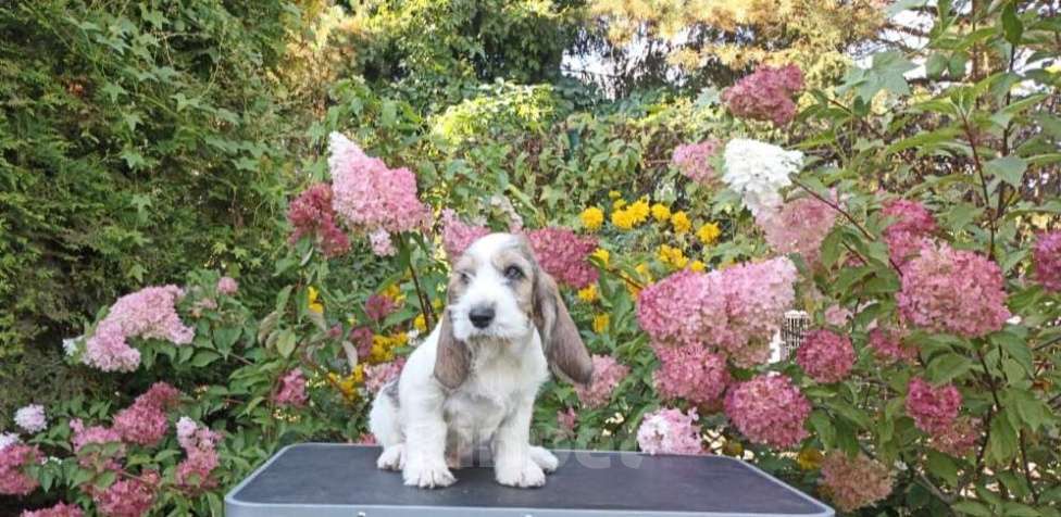 Собаки в Москве: Малый вандейский бассет гриффон щенки Мальчик, 95 000 руб. - фото 8