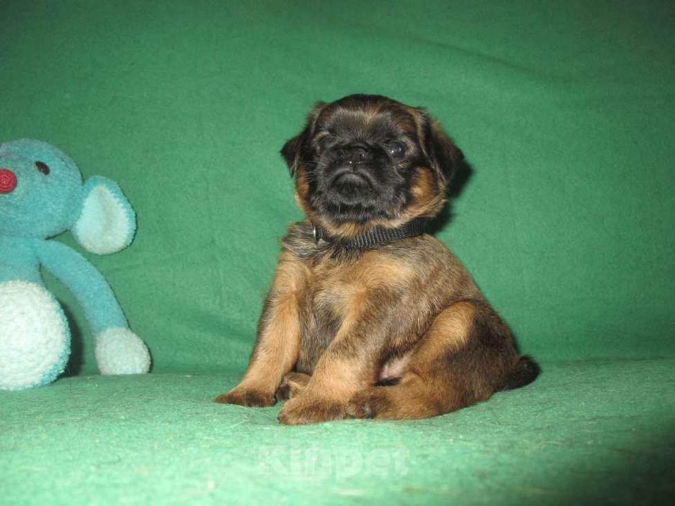 Собаки в Пскове: Кобель пти брабансон Мальчик, 50 000 руб. - фото 4