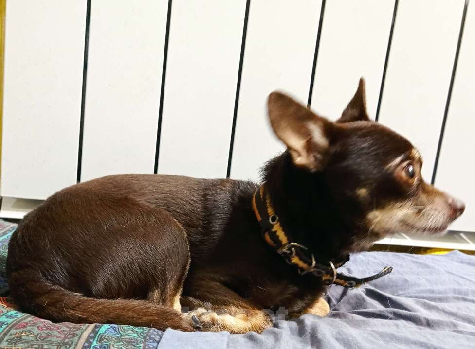 Собаки в Краснодаре: в добрые руки Мальчик, 1 руб. - фото 2