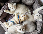 Кошки в Москве: Шотландские котята эксклюзивных окрасов Разнополые, 30 000 руб. - фото 3
