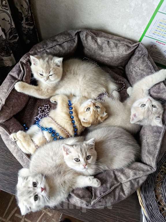 Кошки в Москве: Шотландские котята эксклюзивных окрасов Разнополые, 30 000 руб. - фото 3