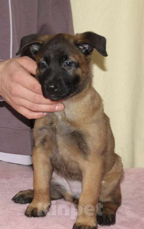 Собаки в других городах Московской области: Малинуа для спорта, работы, выставок и просто активной жизни Девочка, 60 000 руб. - фото 3