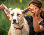 Собаки в других городах Владимирской области: Помесь алабая Сарбона в добрые руки Девочка, Бесплатно - фото 3