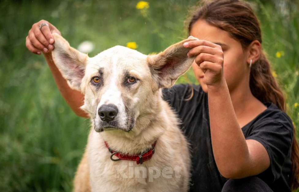 Собаки в других городах Владимирской области: Помесь алабая Сарбона в добрые руки Девочка, Бесплатно - фото 3