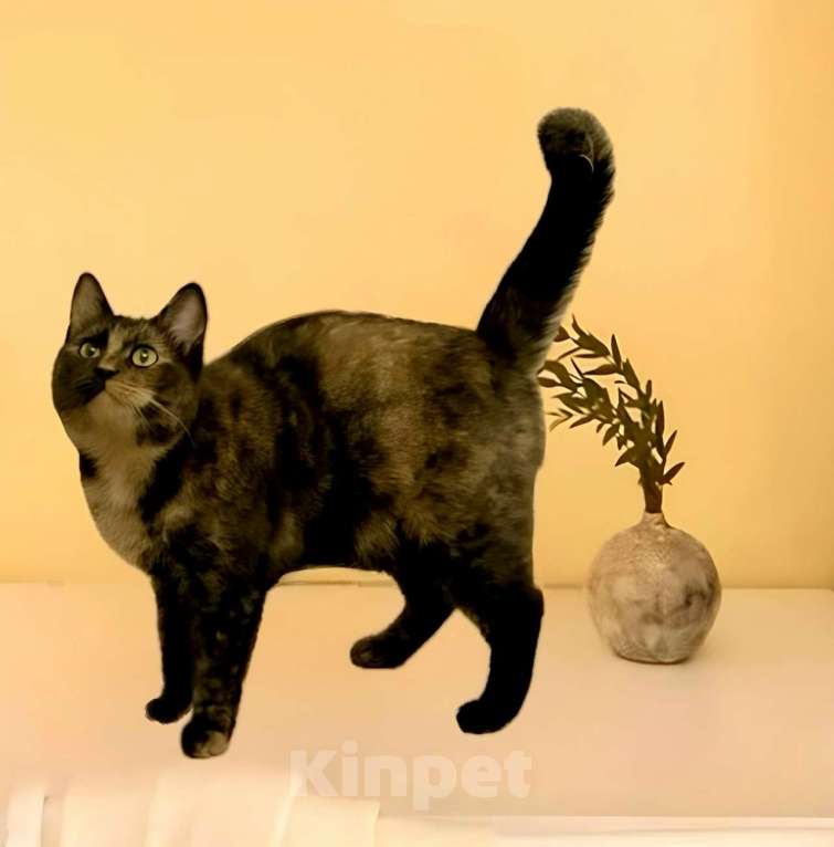 Кошки в Санкт-Петербурге: Кошечка Ириска ищет дом Девочка, Бесплатно - фото 4