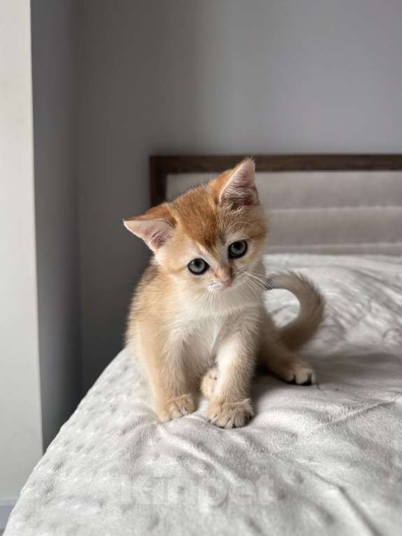 Кошки в других городах Московской области: Британская золотая шиншилла Ny11, ny12 Мальчик, 45 000 руб. - фото 4