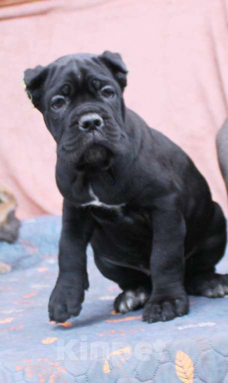 Собаки в других городах Ярославской области: Щенки кане корсо Мальчик, 80 000 руб. - фото 2