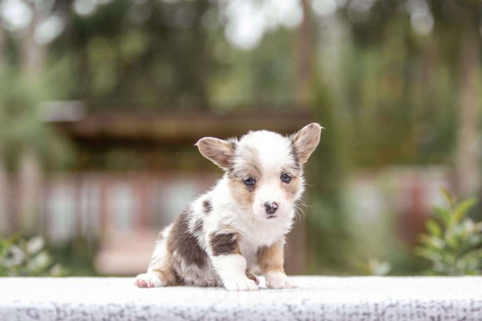 Собаки в Москве: Вельш корги кардиган Девочка, Бесплатно - фото 6