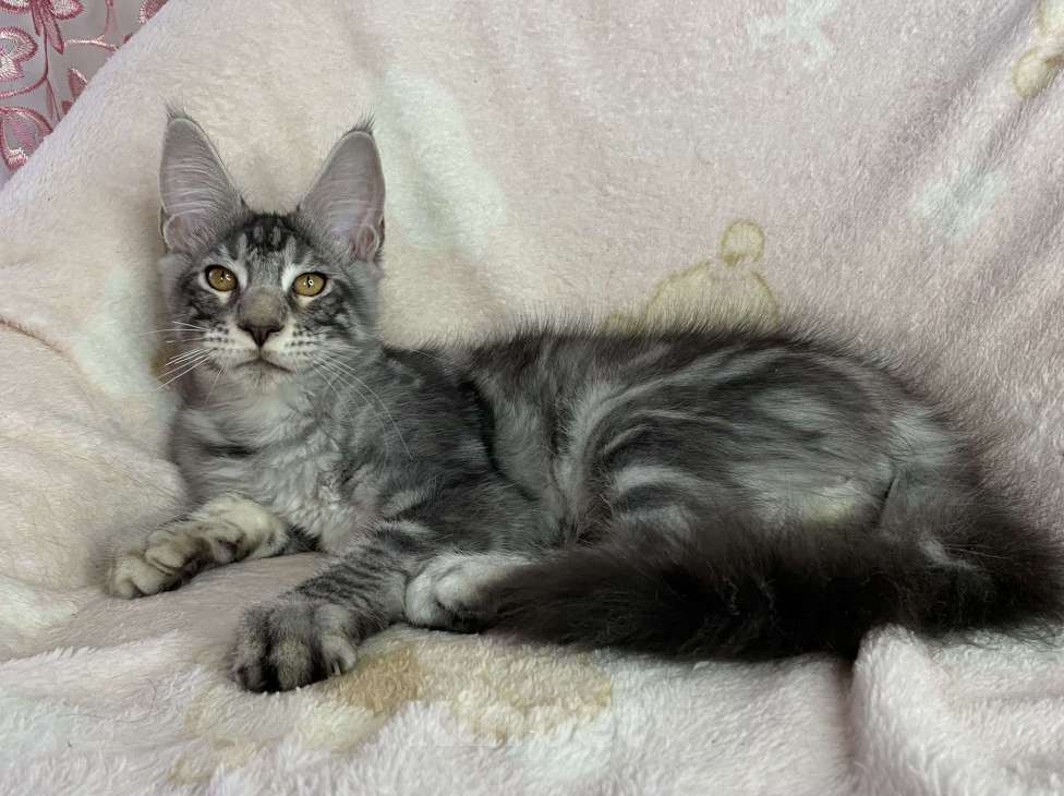 Кошки в Дмитрове: Черный серебристый мраморный мальчик мейн кун Zhak Мальчик, 30 000 руб. - фото 5