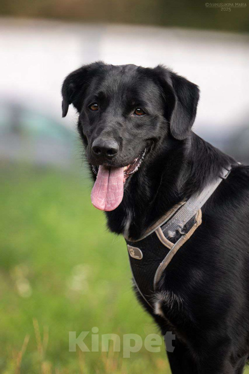 Собаки в Москве: Мики ищет дом  Девочка, Бесплатно - фото 2