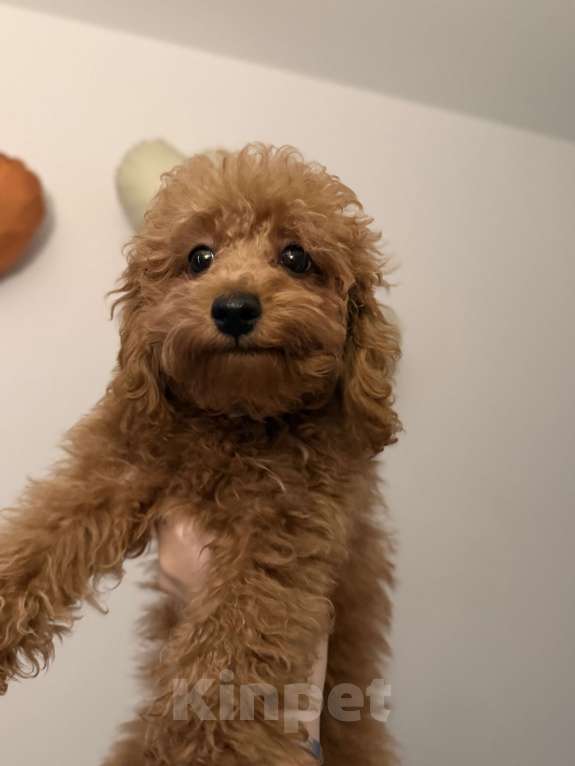 Собаки в Москве: Той-пудель щенок Мальчик, 50 000 руб. - фото 1