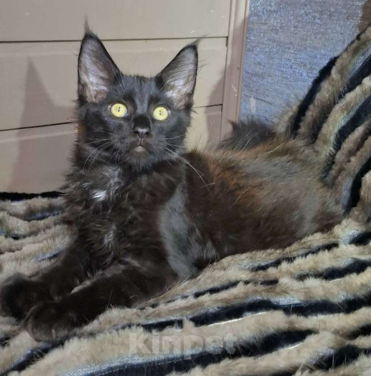 Кошки в Санкт-Петербурге: Котята мейн куны мальчики Мальчик, 45 руб. - фото 5