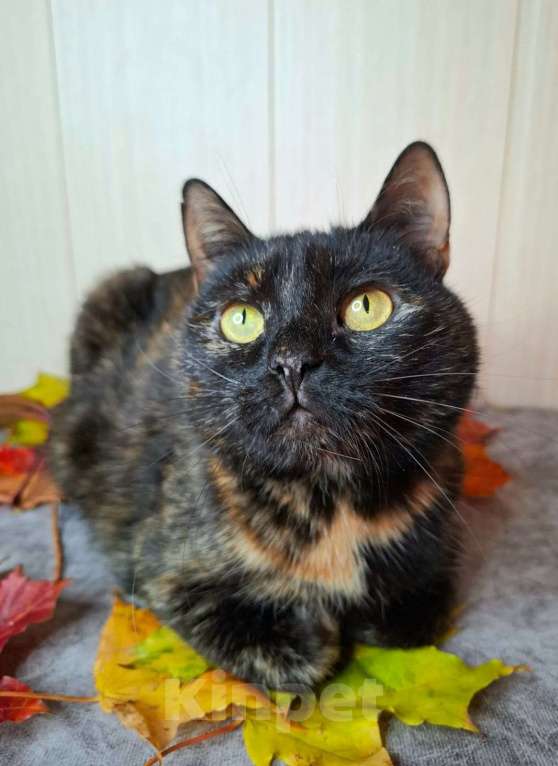 Кошки в Москве: Черепаховая кошка в добрые руки  Девочка, Бесплатно - фото 4