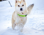 Собаки в Солнечногорске: Маленькая красотка в дар Девочка, Бесплатно - фото 4