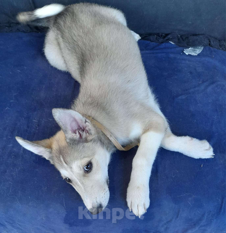 Собаки в Чехове: Шанс обрести дом Девочка, Бесплатно - фото 3