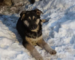 Собаки в Санкт-Петербурге: Красивые щенки 5 мес с доставкой Девочка, Бесплатно - фото 3