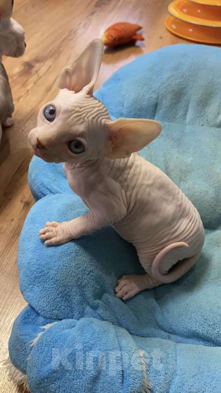 Кошки в Волгограде: Мальчик канадский сфинкс 1,5 месяца Мальчик, 18 000 руб. - фото 2