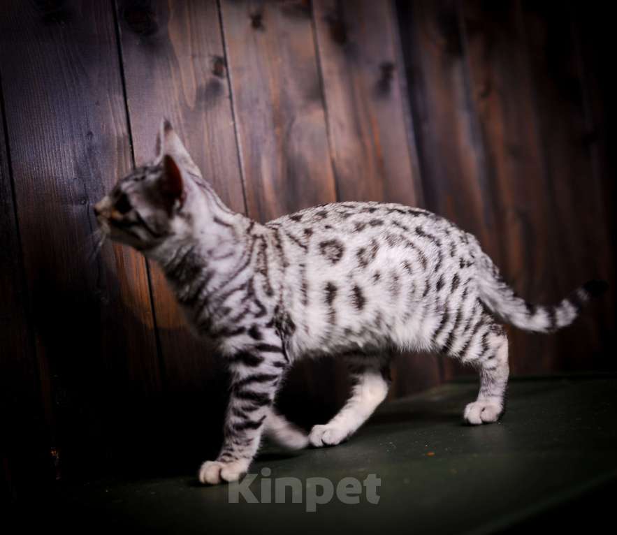 Кошки в Москве: Бенгальский котенок серебро Мальчик, Бесплатно - фото 7
