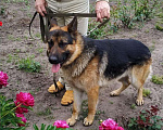 Собаки в Курчатове: Немецкая овчарка вязка, 1 500 руб. - фото 1
