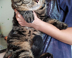 Кошки в Кулебаках: Кот с четким окрасом на вязку, 1 руб. - фото 3