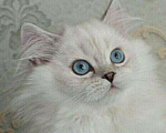 Кошки в Ливны: Шотландский котенок москва, 35 000 руб. - фото 3