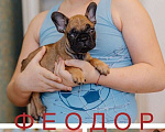 Собаки в Москве: Щенок французского бульдога, мальчик на продажу Мальчик, 60 000 руб. - фото 1