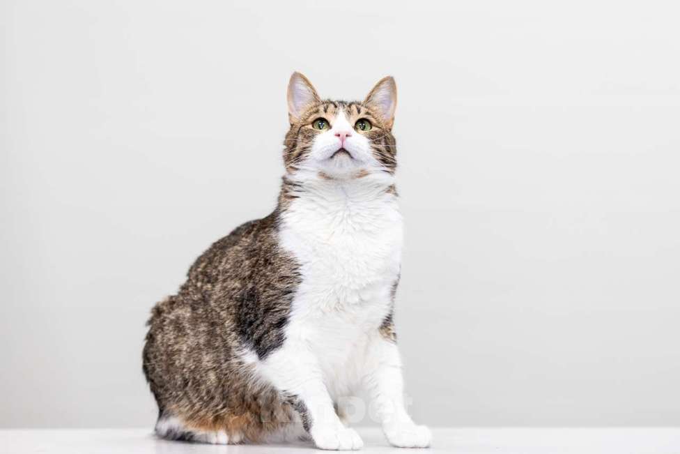 Кошки в Москве: Кот Плутон в добрые руки Мальчик, Бесплатно - фото 5