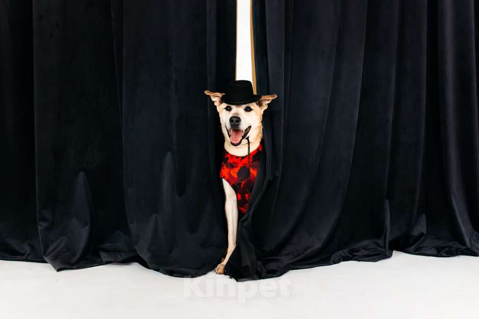 Собаки в Москве: Бевшедомашний пес Филя, в приюте. Очень нужен дом!  Мальчик, Бесплатно - фото 3