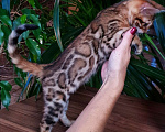 Кошки в Краснодаре: Бенгальская девочка  Девочка, 60 000 руб. - фото 3