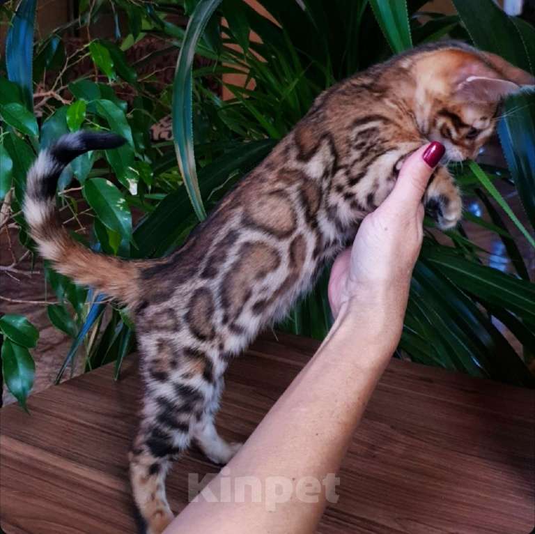 Кошки в Краснодаре: Бенгальская девочка  Девочка, 60 000 руб. - фото 3
