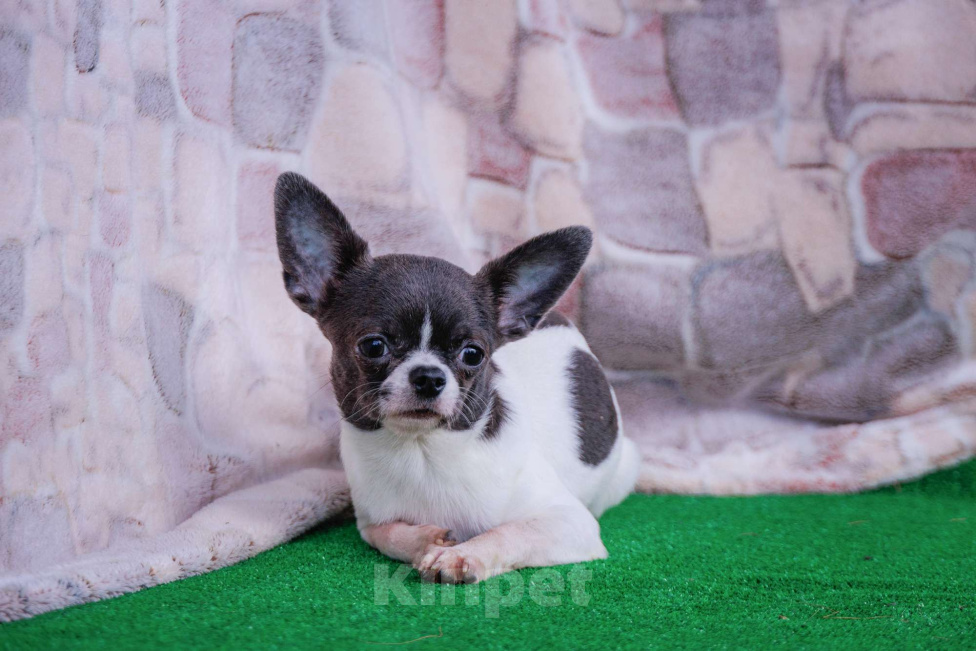 Собаки в Москве: Девочка в горошек Девочка, 35 000 руб. - фото 7