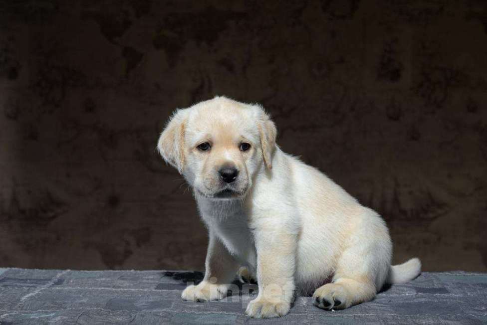 Собаки в Пушкино: Щенки Лабрадора Мальчик, 60 000 руб. - фото 1