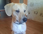 Собаки в Петергофе: Отдам щенка в добрые руки  Мальчик, Бесплатно - фото 1