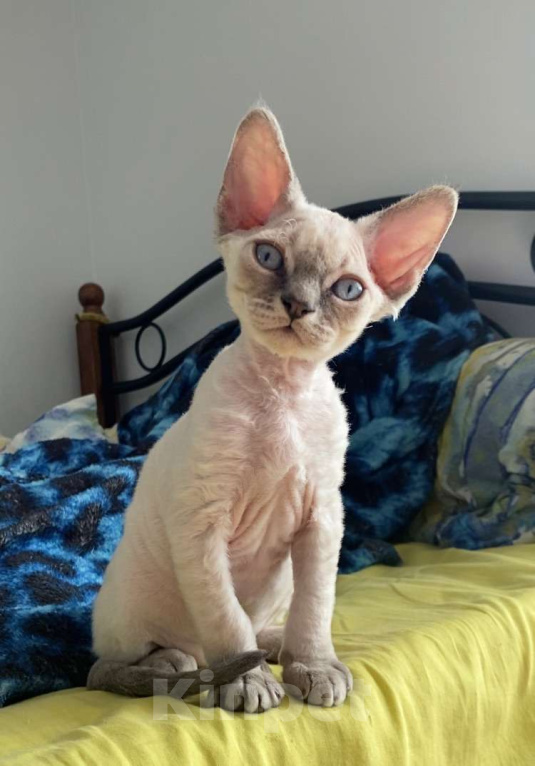 Кошки в Сочи: Котенок Девон рекс Мальчик, 55 000 руб. - фото 1