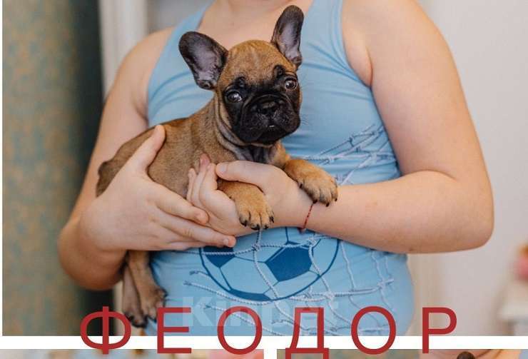 Собаки в Москве: Щенок французского бульдога, мальчик на продажу Мальчик, 60 000 руб. - фото 1