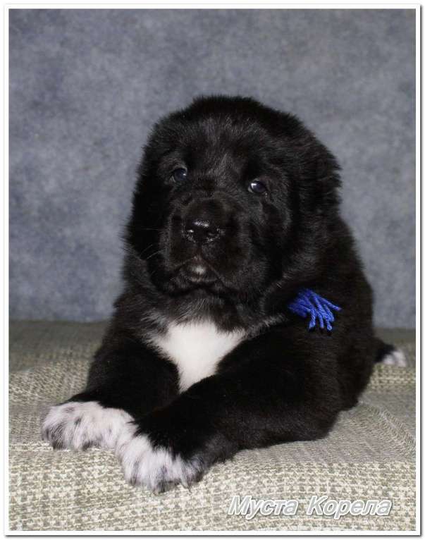 Собаки в Санкт-Петербурге: Среднеазиатская овчарка (алабай) Мальчик, 60 000 руб. - фото 1