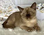 Кошки в Москве: Бурманский котёнок в шоколадном окрасе  Мальчик, 80 000 руб. - фото 1
