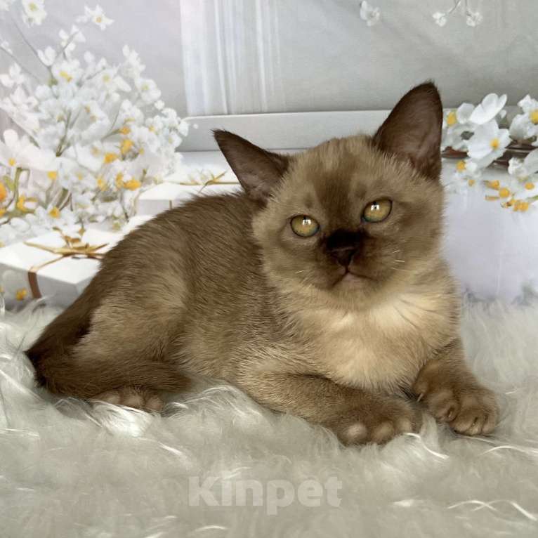 Кошки в Москве: Бурманский котёнок в шоколадном окрасе  Мальчик, 80 000 руб. - фото 1