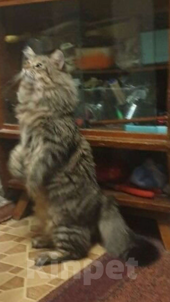 Кошки в Москве: Кот для вязки Мальчик, 1 руб. - фото 1