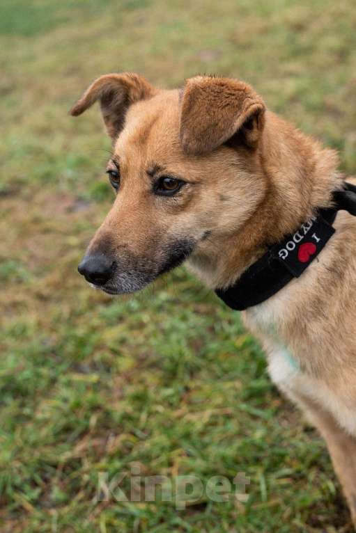 Собаки в Москве: Рыжее чудо Родион Мальчик, Бесплатно - фото 1