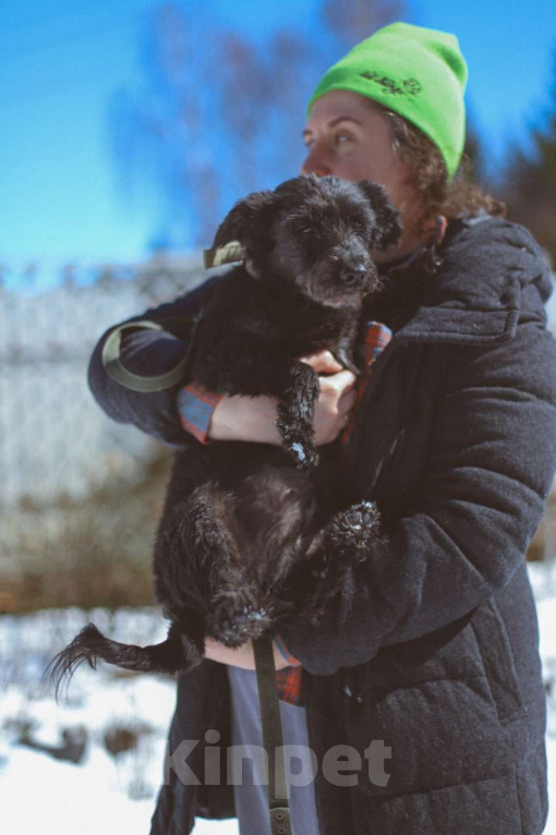 Собаки в Москве: Шанти, дружелюбная лохматая собачка в дар Девочка, Бесплатно - фото 4