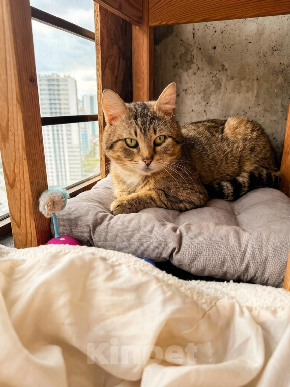 Кошки в Мурином: Кот Федор Мальчик, Бесплатно - фото 2