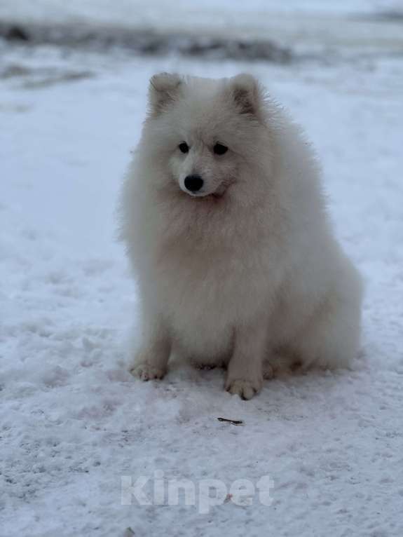 Собаки в Москве: Энри Петто Из Воронцовского Дворца  Мальчик, 50 000 руб. - фото 8