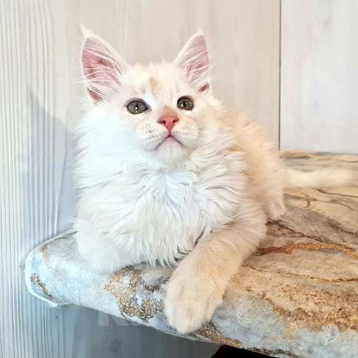 Кошки в других городах Ярославской области: Котята Мейн кун Мальчик, Бесплатно - фото 8