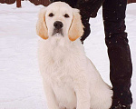 Собаки в Москве: Щенок золотистого ретривера Мальчик, 1 руб. - фото 4