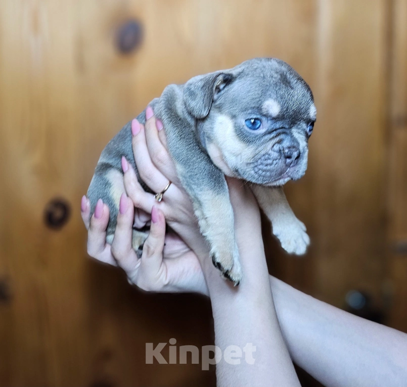 Собаки в других городах Коми: Лиловый подпал девочка Девочка, 70 000 руб. - фото 3